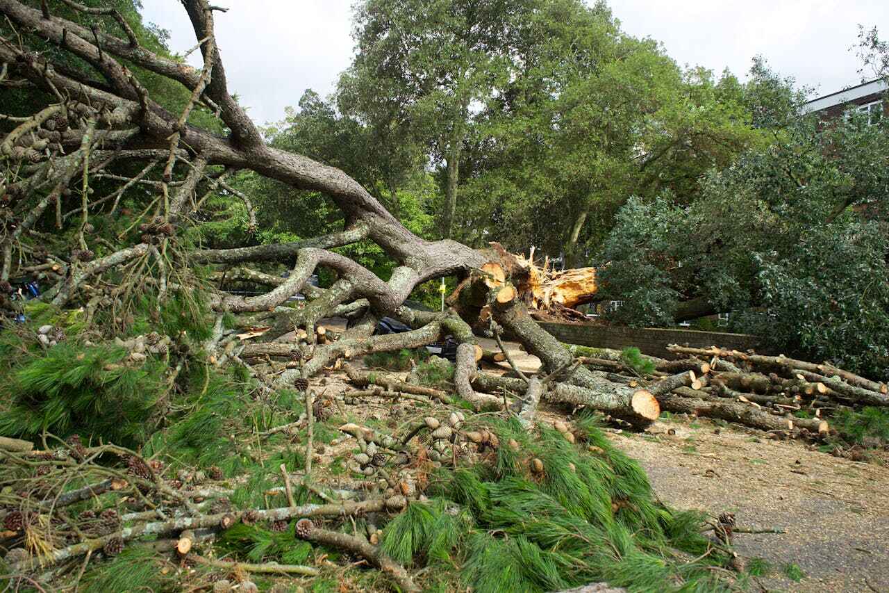 Best Tree Trimming Near Me  in Vero Beach South, FL